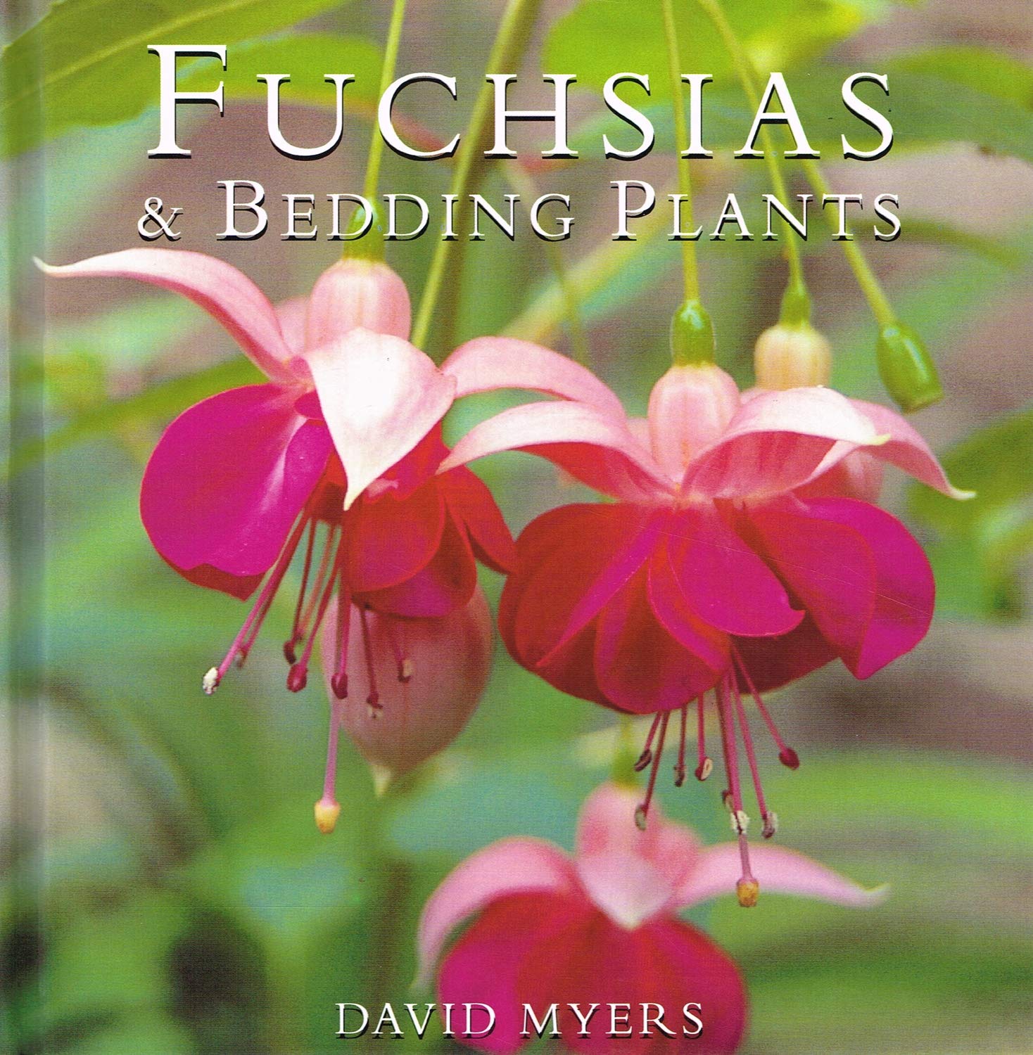 Fuchsias and Bedding Plants